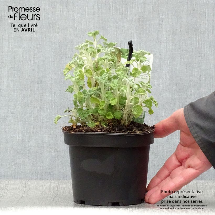 Marrubio - Marrubium vulgare Maceta 1,5L/2L Ejemplar entregado en la primavera