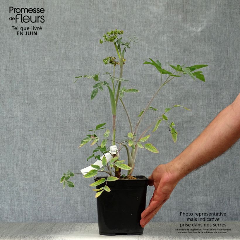 Ejemplar de Mathiasella bupleuroides Green Dream Maceta 3L/4L entregado en verano