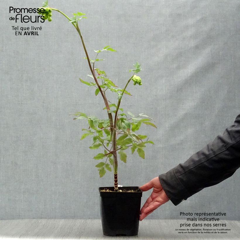 Mathiasella bupleuroides Green Dream Maceta 3L/4L Ejemplar entregado en la primavera