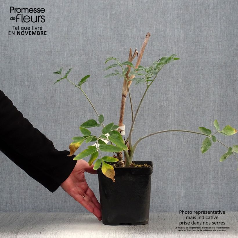 Ejemplar de Mathiasella bupleuroides Green Dream Maceta 3L/4L entregado en otoño