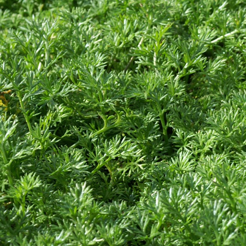 Matricaria tchihatchewii (Follaje)