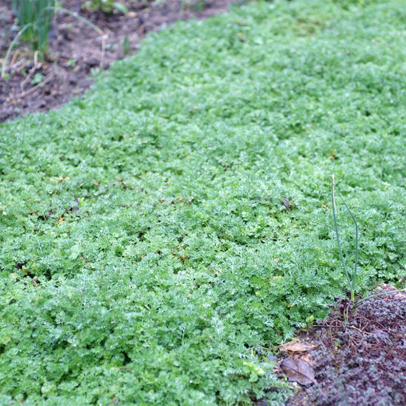 Matricaria tchihatchewii (Porte)