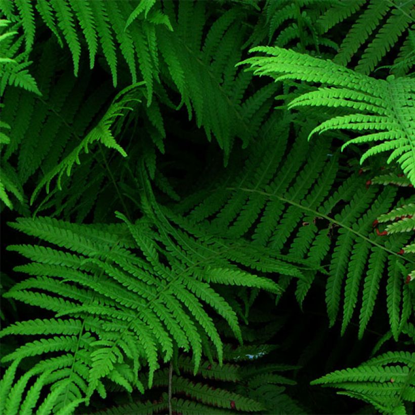 Matteuccia struthiopteris var. pensylvanica - Helecho avestruz (Follaje)