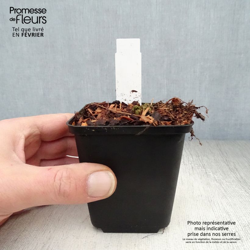 Matteuccia struthiopteris var. pensylvanica - Helecho avestruz Maceta de 8/9 cm Ejemplar entregado en invierno