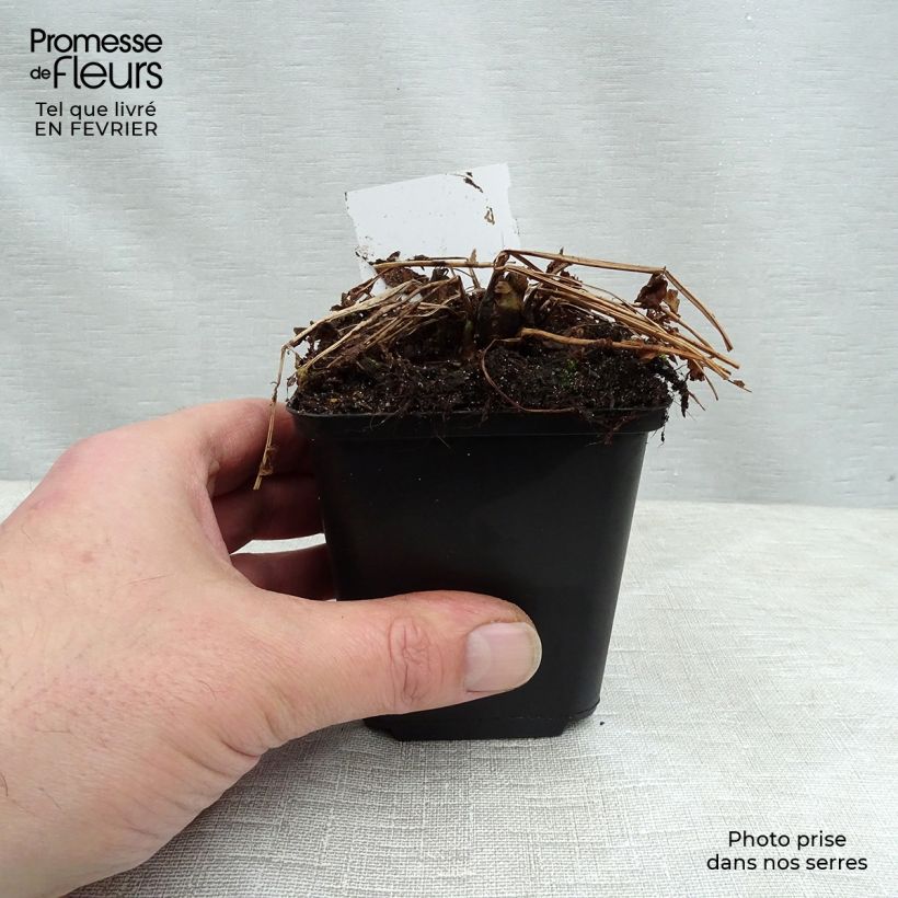 Matteuccia struthiopteris - Helecho avestruz Maceta de 8/9 cm Ejemplar entregado en invierno