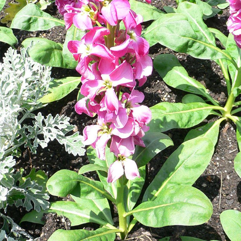 Matthiola incana Anytime Formula Mix - Alhelí (Porte)