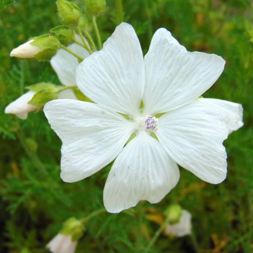 Malava moscada Alba - Malva moschata (Floración)