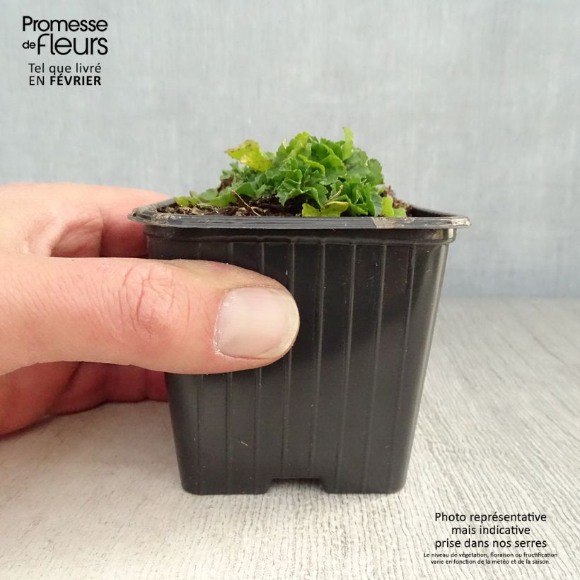 Malava moscada Alba - Malva moschata Maceta de 7/8 cm Ejemplar entregado en invierno