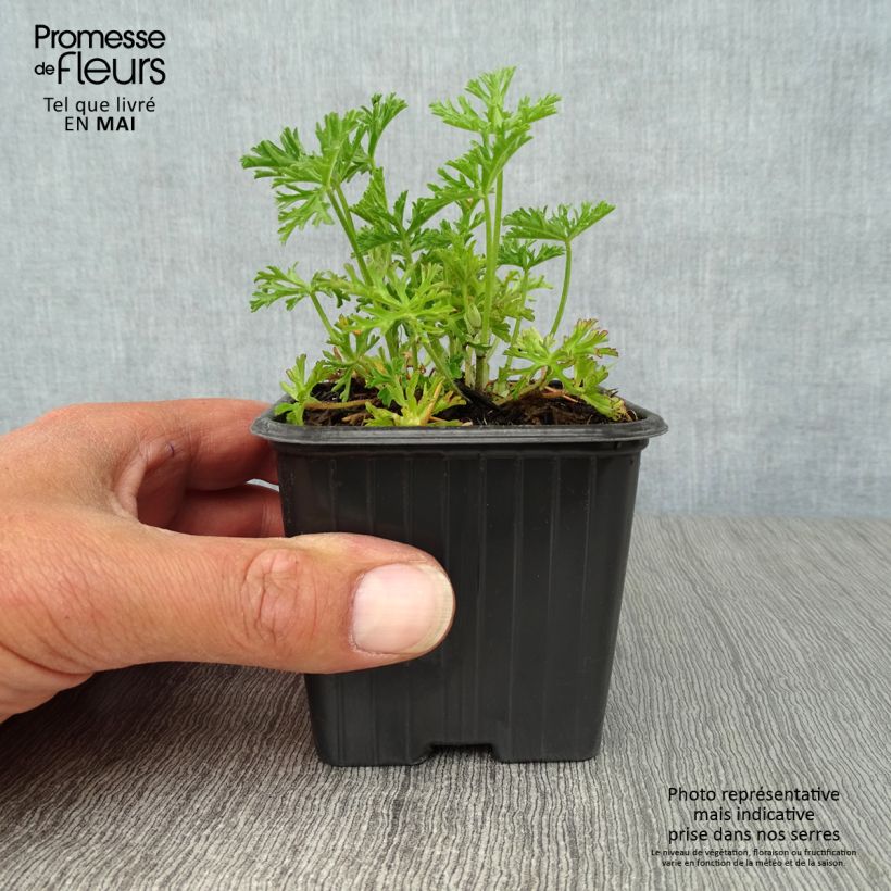 Malava moscada Alba - Malva moschata Maceta de 7/8 cm Ejemplar entregado en la primavera