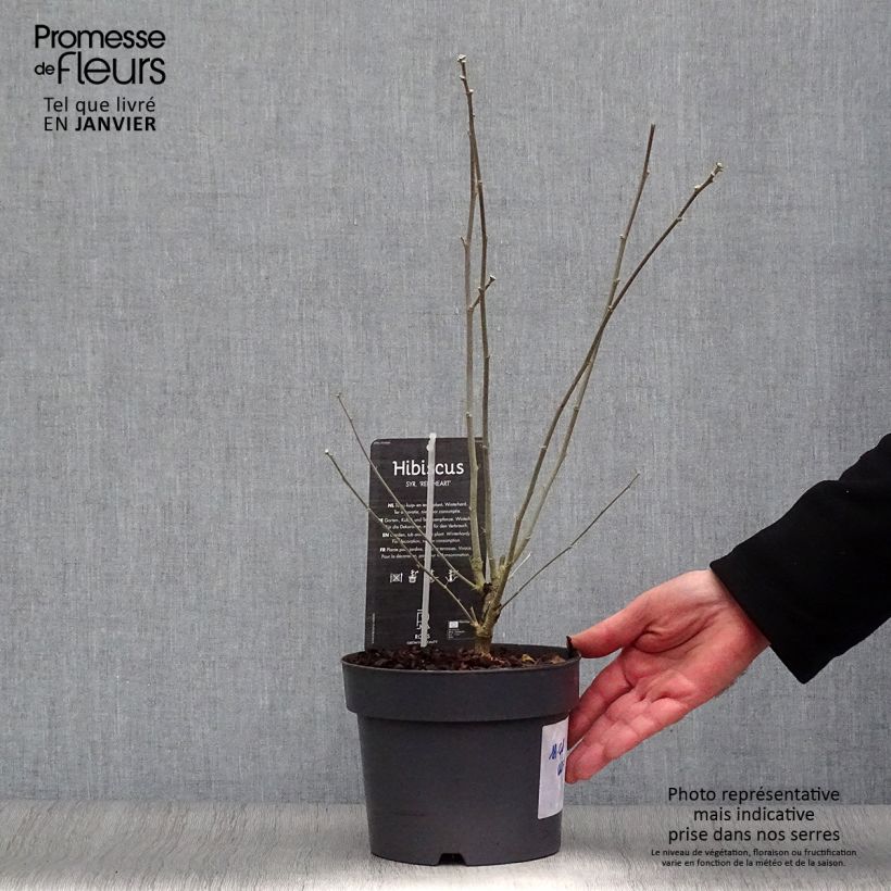Altea Red Heart - Hibiscus syriacus Maceta 3L/4L Ejemplar entregado en invierno