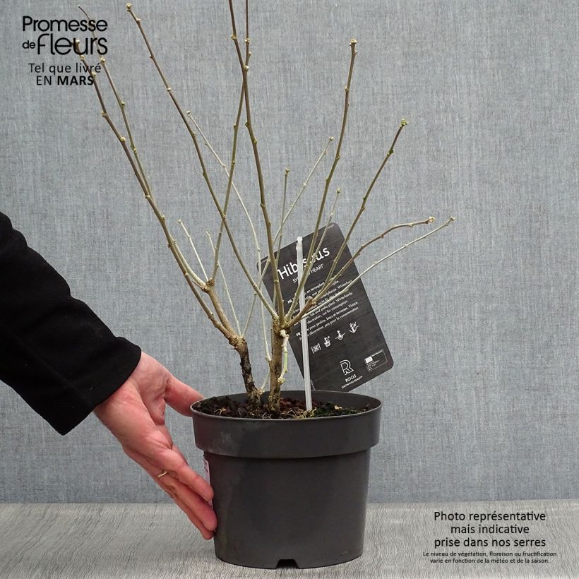 Altea Red Heart - Hibiscus syriacus Maceta 3L/4L Ejemplar entregado en la primavera