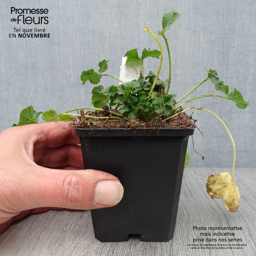 Ejemplar de Malava moscada rosea - Malva moschata Maceta de 8/9 cm entregado en otoño