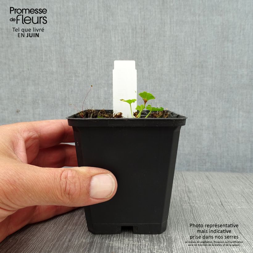 Ejemplar de Malava moscada rosea - Malva moschata Maceta de 8/9 cm entregado en verano