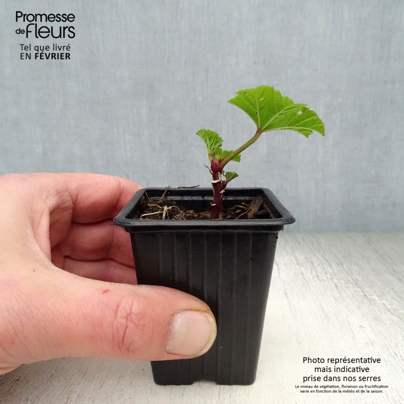 Malva común - Malva sylvestris Maceta de 7/8 cm Ejemplar entregado en invierno