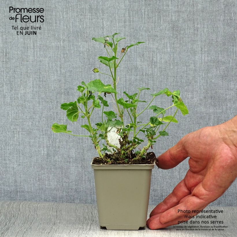Ejemplar de Malva común Primley Blue - Malva sylvestris Maceta de 8/9 cm entregado en verano