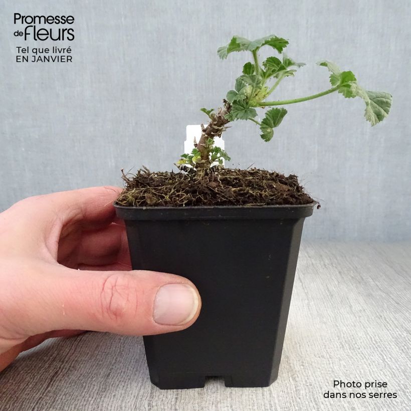 Malva común Primley Blue - Malva sylvestris Maceta de 8/9 cm Ejemplar entregado en invierno