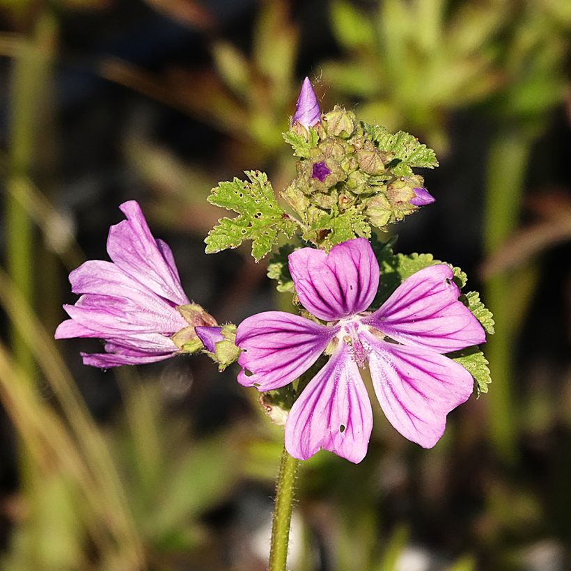 Malva común - Malva sylvestris (Floración)