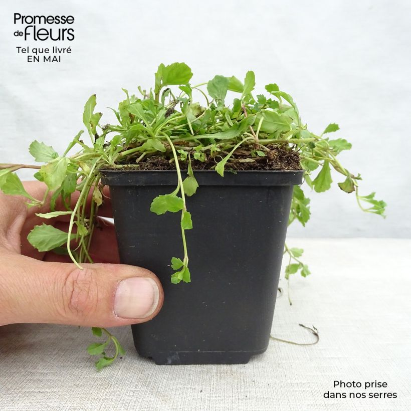 Mazus reptans Maceta de 8/9 cm Ejemplar entregado en la primavera