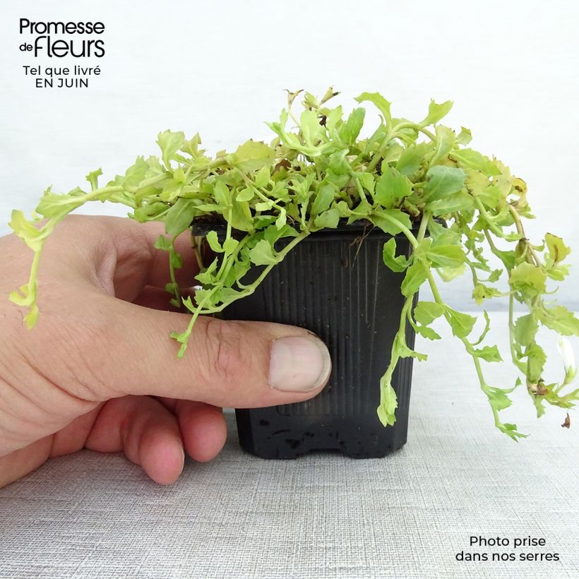 Ejemplar de Mazus reptans Albus Maceta de 8/9 cm entregado en verano