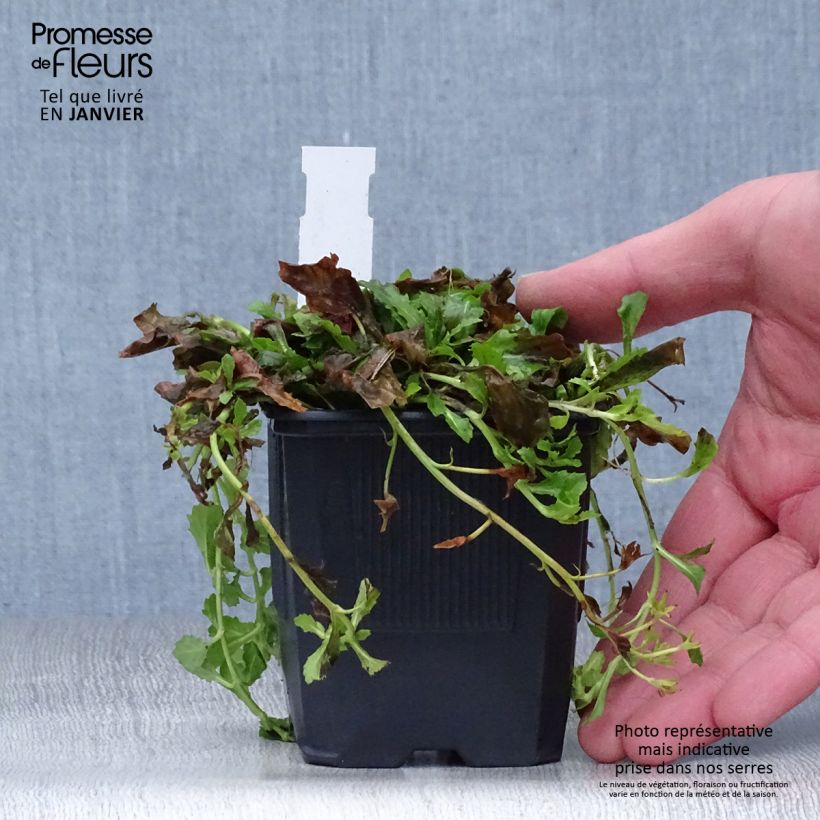 Mazus reptans Albus Maceta de 8/9 cm Ejemplar entregado en invierno