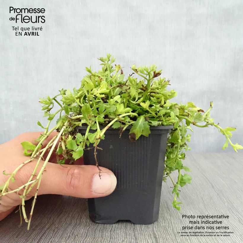 Mazus reptans Albus Maceta de 8/9 cm Ejemplar entregado en la primavera