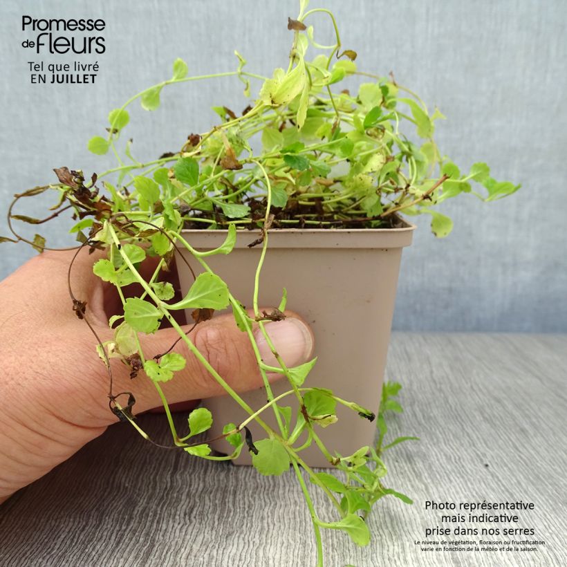 Ejemplar de Mazus reptans Maceta de 8/9 cm entregado en verano