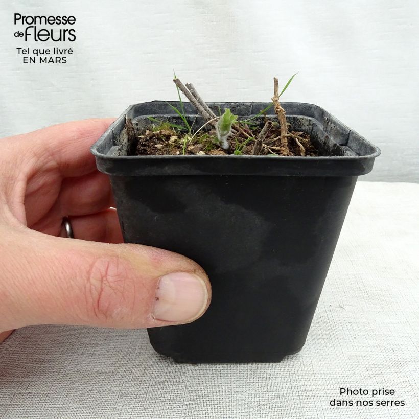 Meehania urticifolia Maceta de 8/9 cm Ejemplar entregado en la primavera