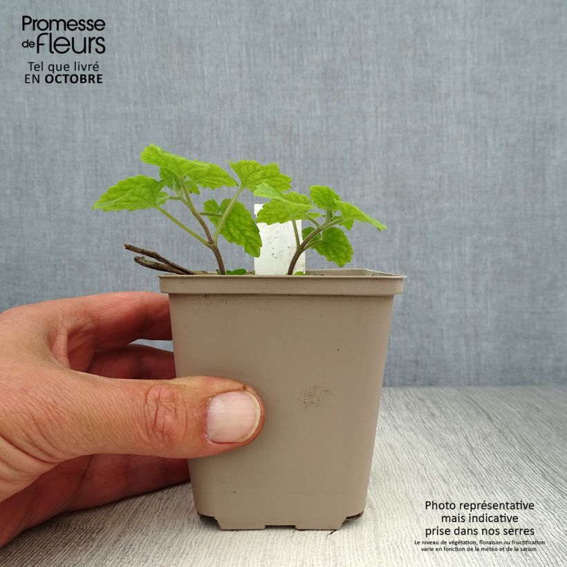 Ejemplar de Meehania urticifolia Maceta de 8/9 cm entregado en otoño