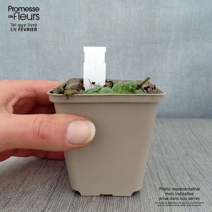 Meehania urticifolia Maceta de 8/9 cm Ejemplar entregado en invierno