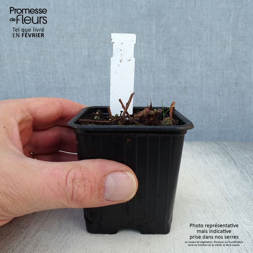 Meehania urticifolia Japan Blau Maceta de 8/9 cm Ejemplar entregado en invierno