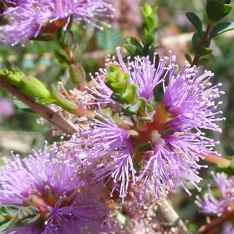 Melaleuca gibbosa (Floración)