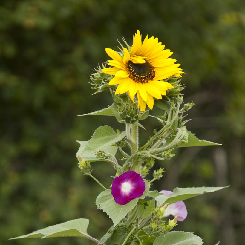 Mezcla de flores pantalla de privacidad (girasoles y trepadoras) (Floración)