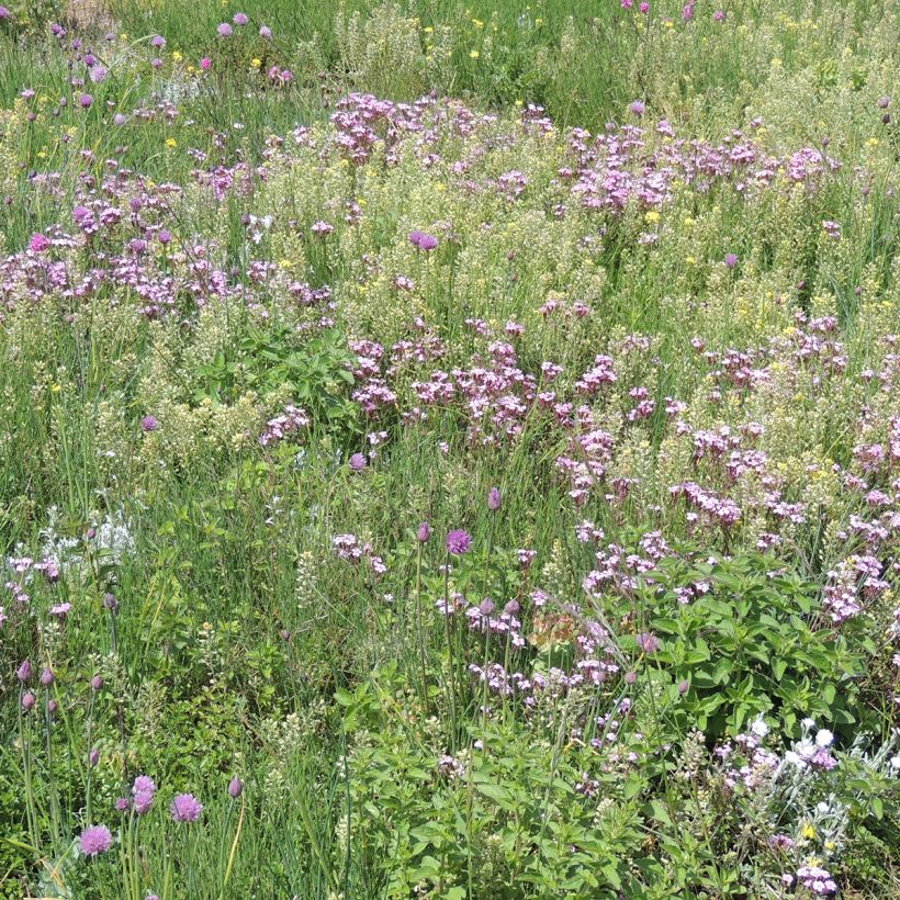 Mezcla de flores viváceas Plantas cubresuelos, para suelos secos y superficiales (Porte)