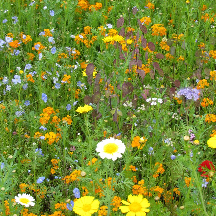 Mezcla de semillas de flores para pájaros (Porte)