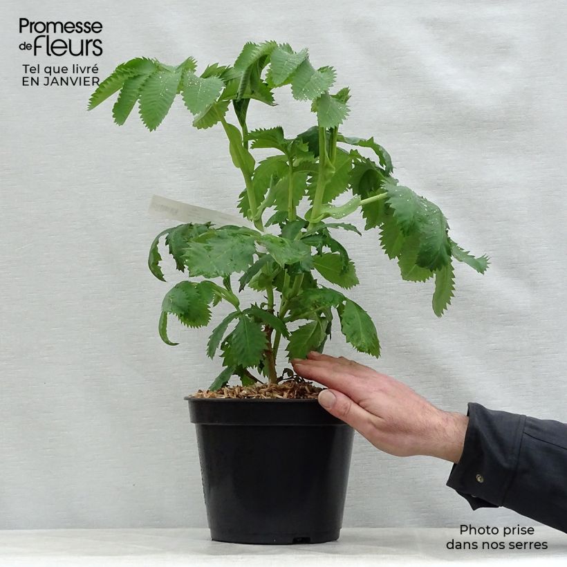 Melianthus major - Melero Maceta 3L/4L Ejemplar entregado en invierno