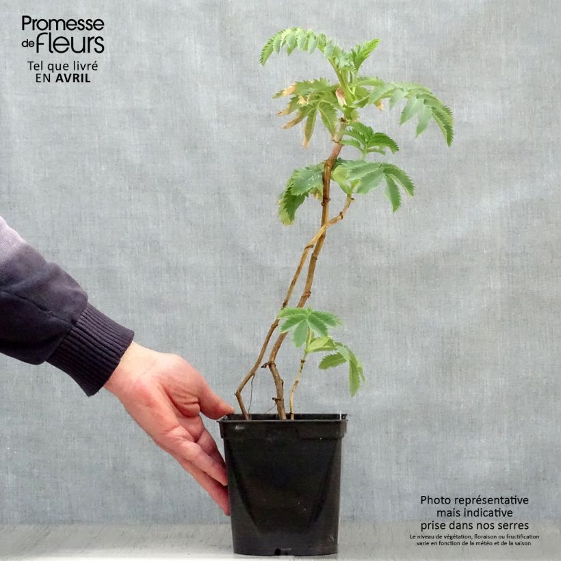 Melianthus major - Melero Maceta 2L/3L Ejemplar entregado en la primavera