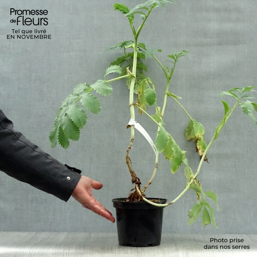 Ejemplar de Melianthus major - Melero Maceta 3L/4L entregado en otoño
