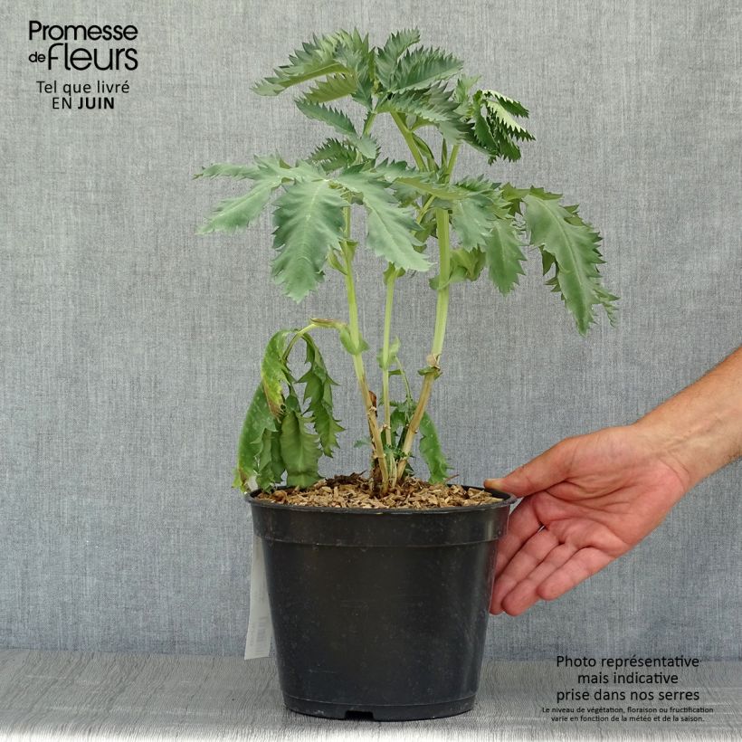 Ejemplar de Melianthus major - Melero Maceta 3L/4L entregado en verano