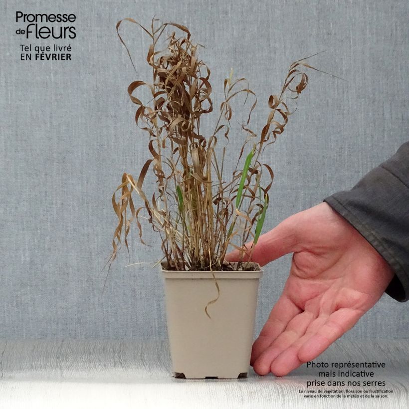 Melica altissima Atropurpurea Maceta de 8/9 cm Ejemplar entregado en invierno