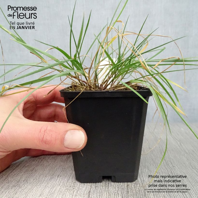 Melica ciliata - Espiguillas de seda Maceta de 8/9 cm Ejemplar entregado en invierno