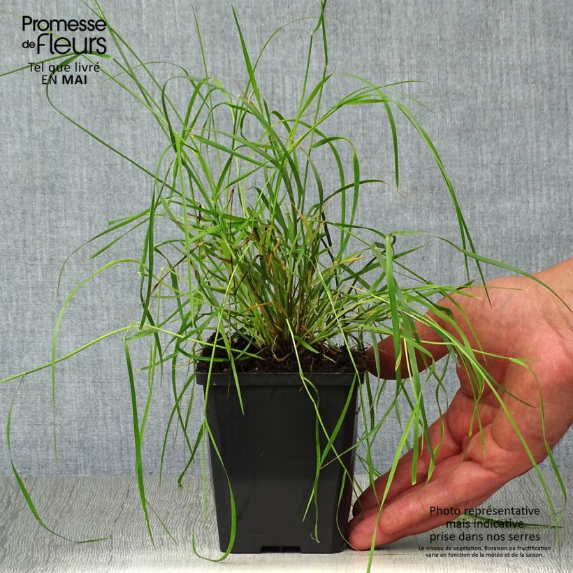 Melica ciliata - Espiguillas de seda Maceta de 8/9 cm Ejemplar entregado en la primavera