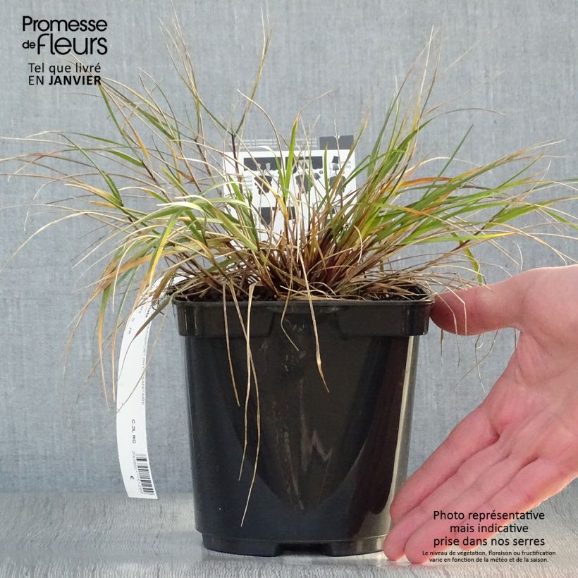 Melica ciliata - Espiguillas de seda Maceta 2L/3L Ejemplar entregado en invierno