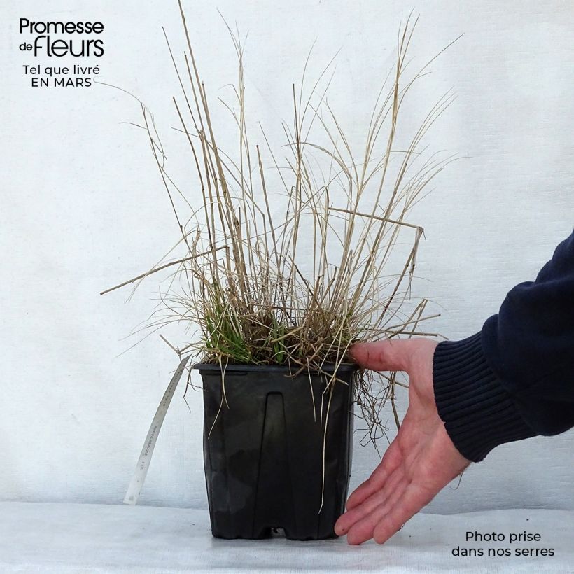 Melica ciliata - Espiguillas de seda Maceta 2L/3L Ejemplar entregado en la primavera
