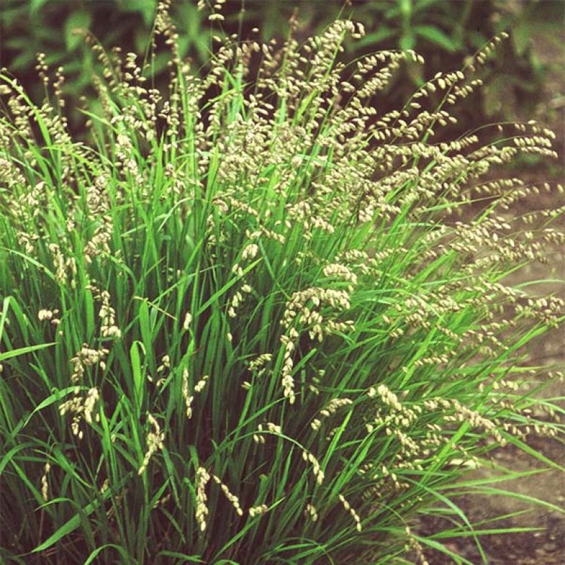 Melica nutans (Porte)