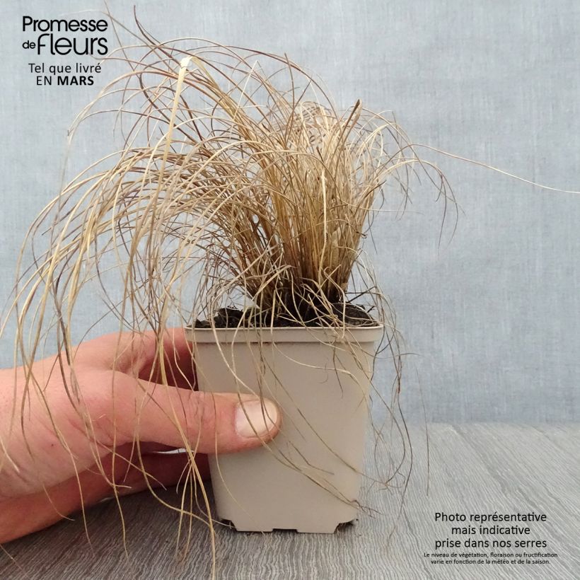 Melinis nerviglumis Maceta de 8/9 cm Ejemplar entregado en la primavera