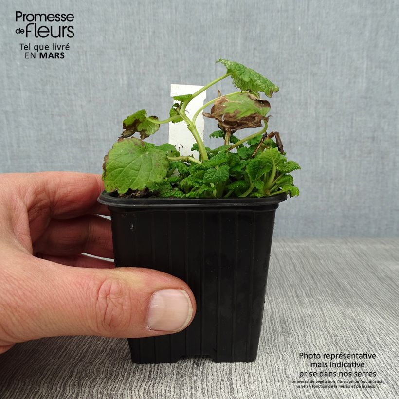 Melisa Aurea Maceta de 8/9 cm Ejemplar entregado en invierno