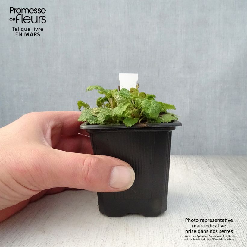 Melisa Aurea Maceta de 8/9 cm Ejemplar entregado en la primavera