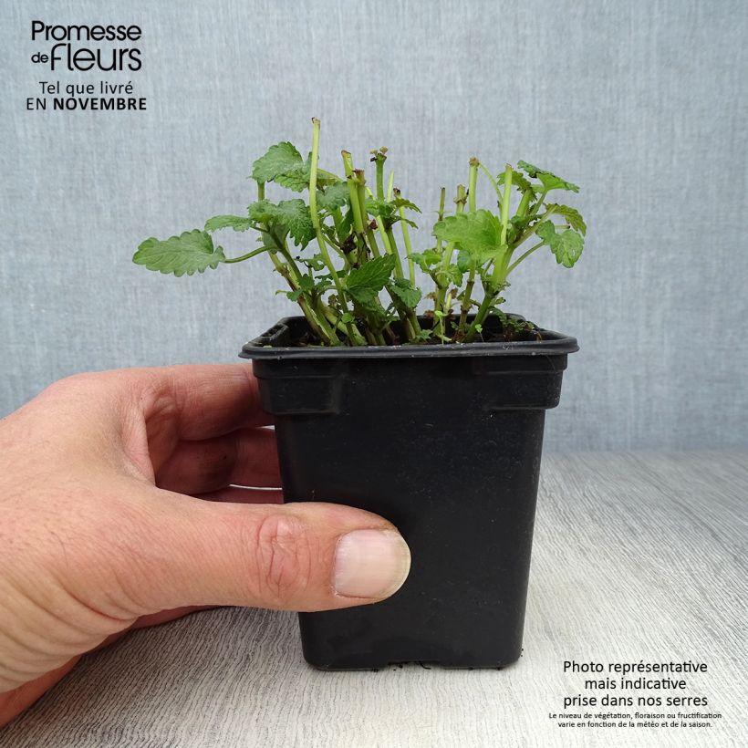 Ejemplar de Melisa BIO en plantas entregado en otoño