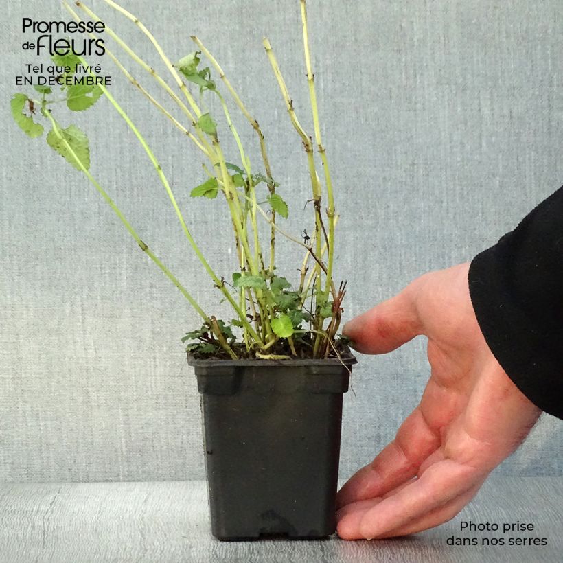 Melisa BIO en plantas Ejemplar entregado en invierno