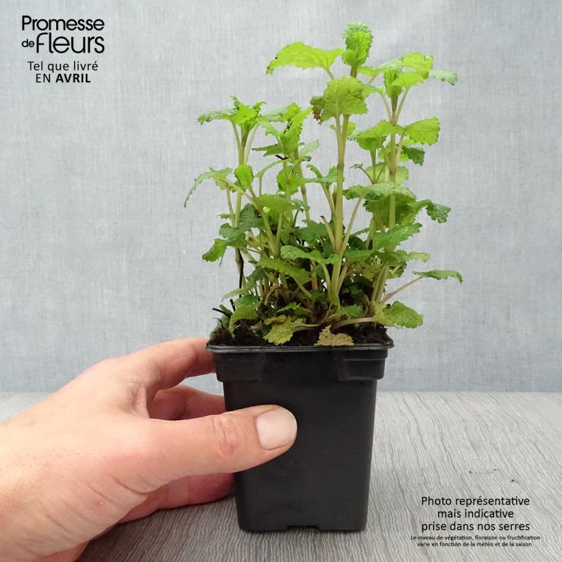 Melisa BIO en plantas Ejemplar entregado en la primavera